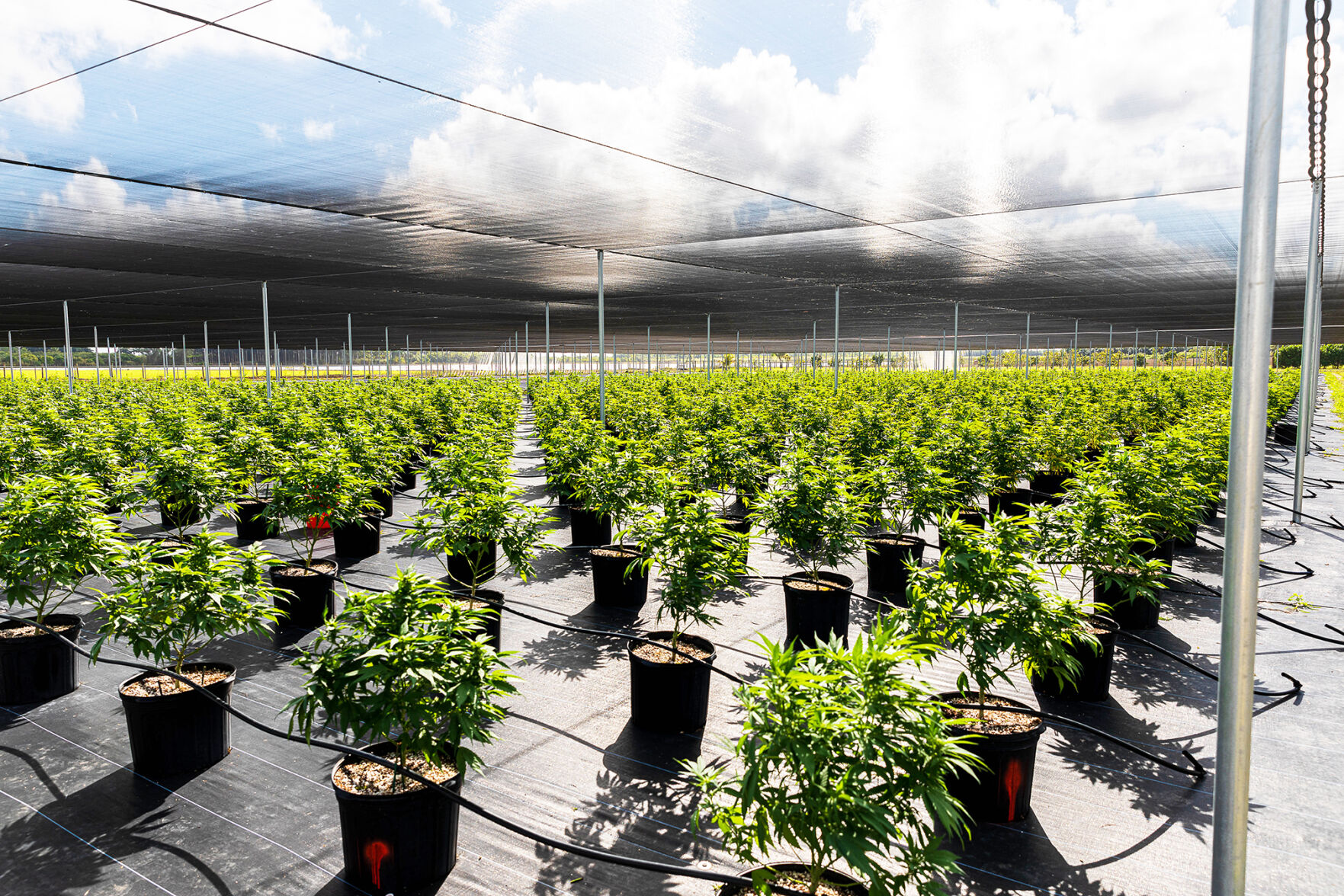 These hemp plants are maturing in the new 4.1-acre shade house.